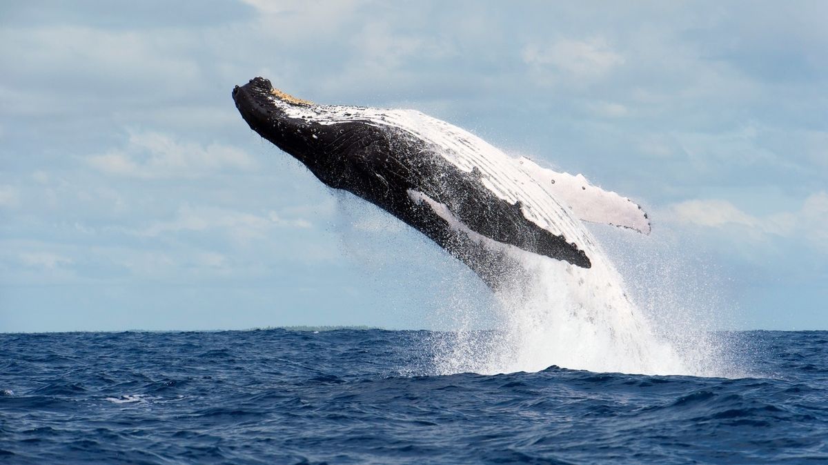 Velryba vyskočila na člun s rybáři. Osmnáctiletý Australan bojuje o život
